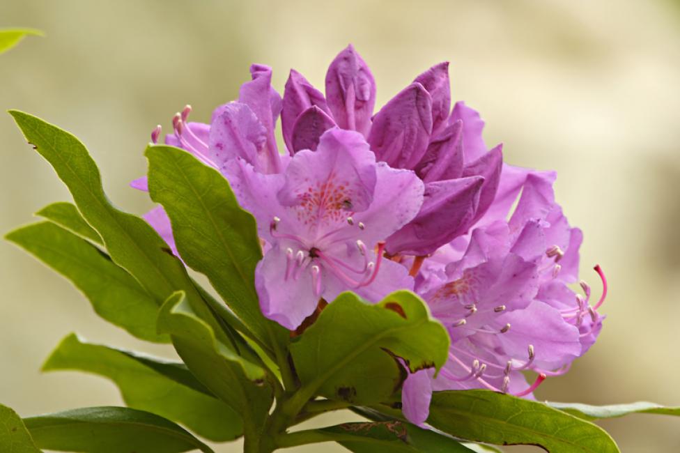 Rododendros (Rhododendron ...)